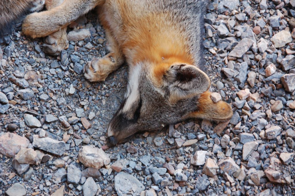 A close-up of the face and red fur on the neck of the poor fox: